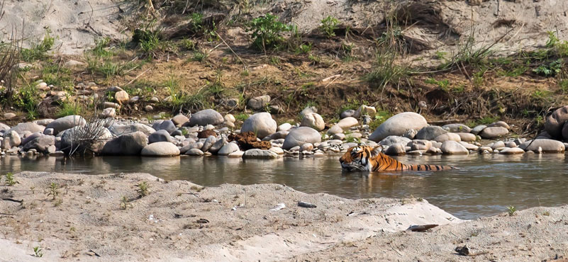 The Big Cat Chase: Nature’s Tussle for a Living and a Life