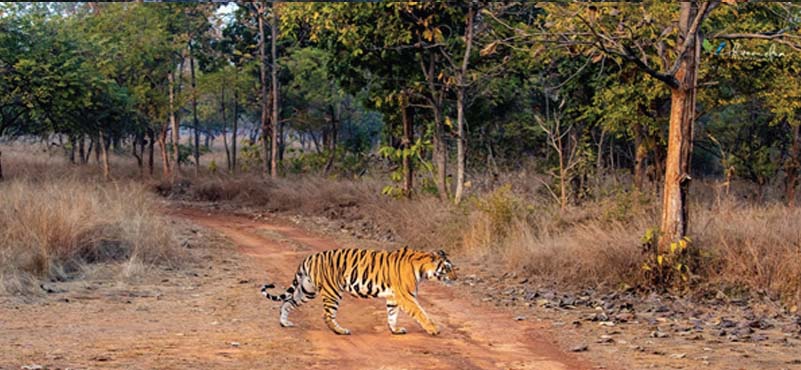 Tigers and Their Legacy